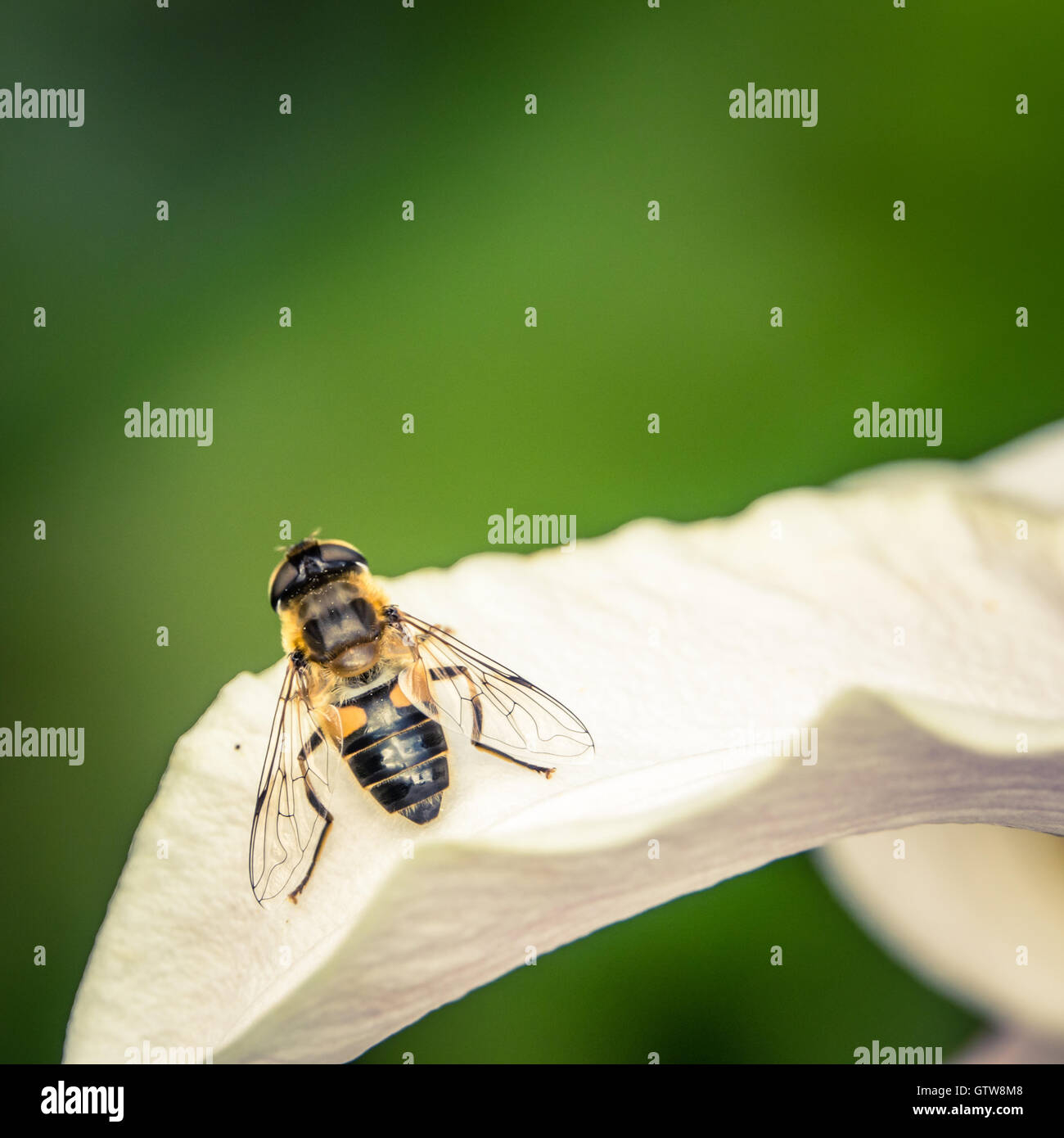 Una vespa su un fiore Foto Stock