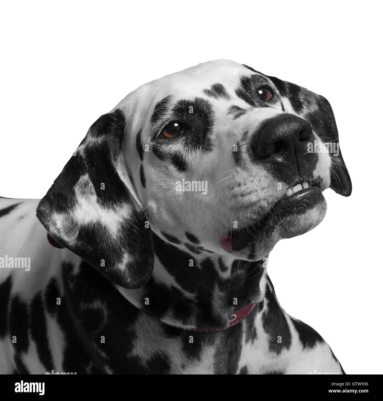 Ritratto di un bianco e nero chiazzato cane dalmata razza nel colletto rosso a sorridere e ridere - isolato su bianco Foto Stock