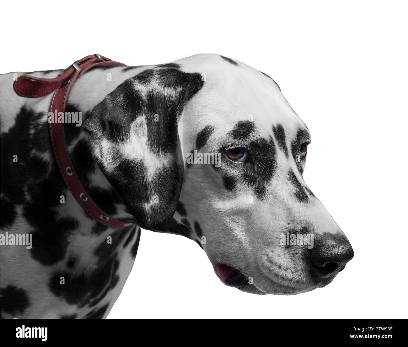 Cane ritratto della Dalmazia è triste per colpa sua a testa in giù Foto Stock