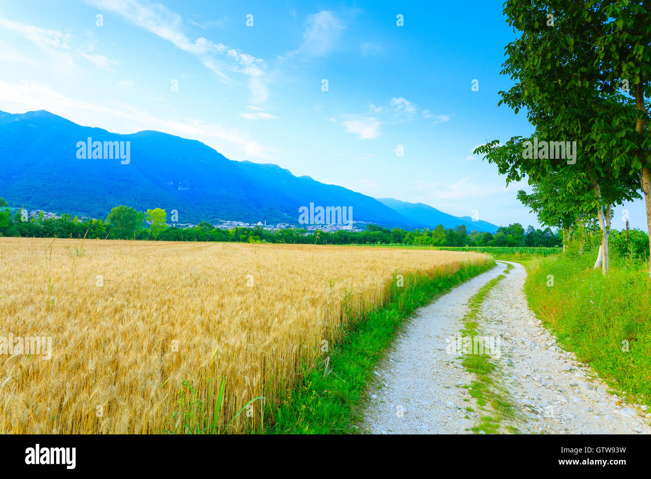 Strada sterrata attraverso campagna italiana. Campo di grano. La vita rurale. Paesaggio italiano Foto Stock