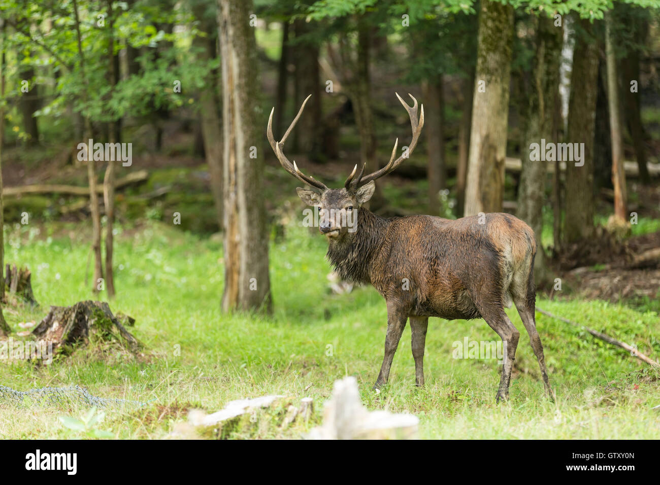 Un grande maschio rosso cervo in un paesaggio forestale Foto Stock