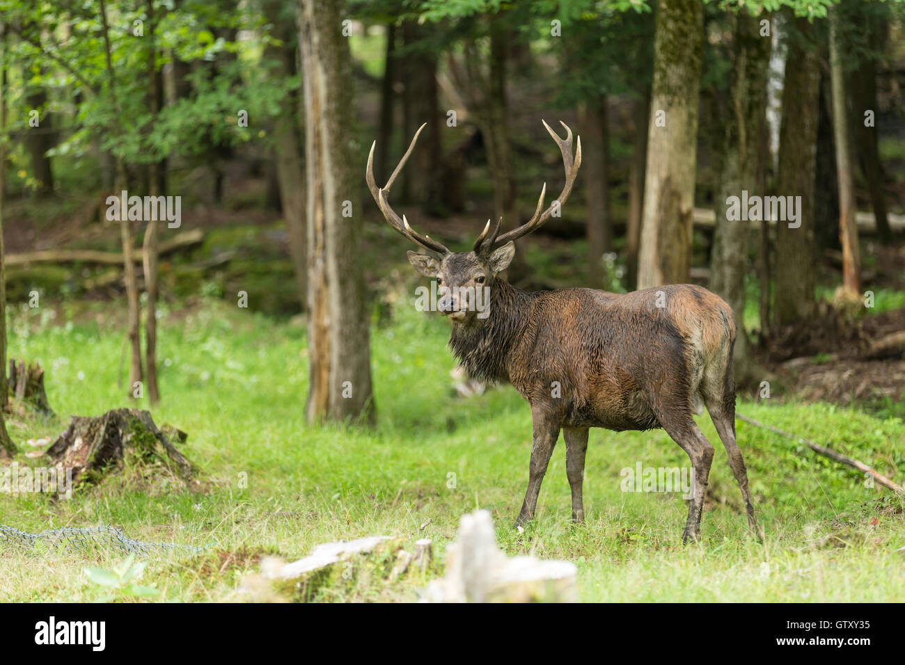 Un grande maschio rosso cervo in un paesaggio forestale Foto Stock