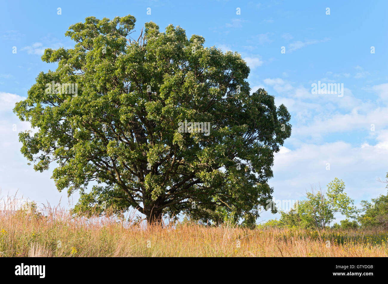 Albero di quercia e prairie al paesaggio arboretum in Minnesota Foto Stock