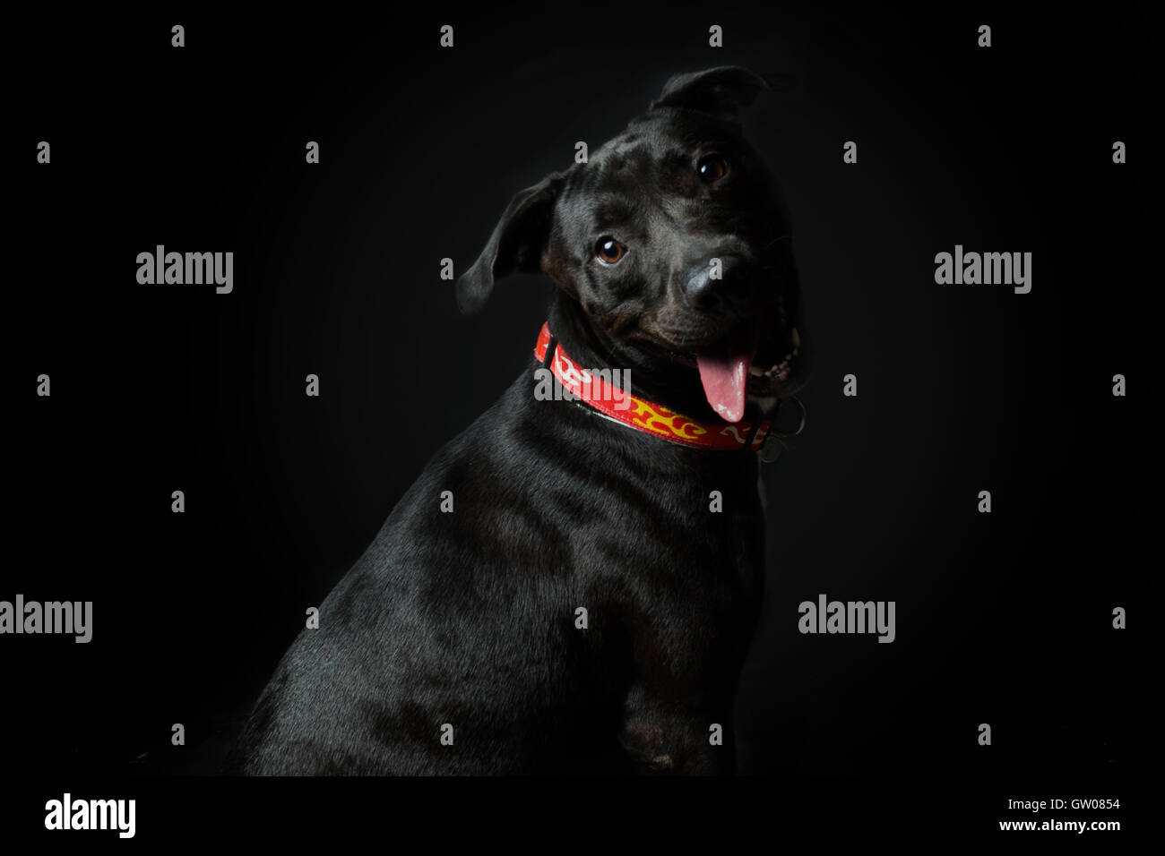 Un American Pitbull Terrier sorridente in sfondo nero Foto Stock