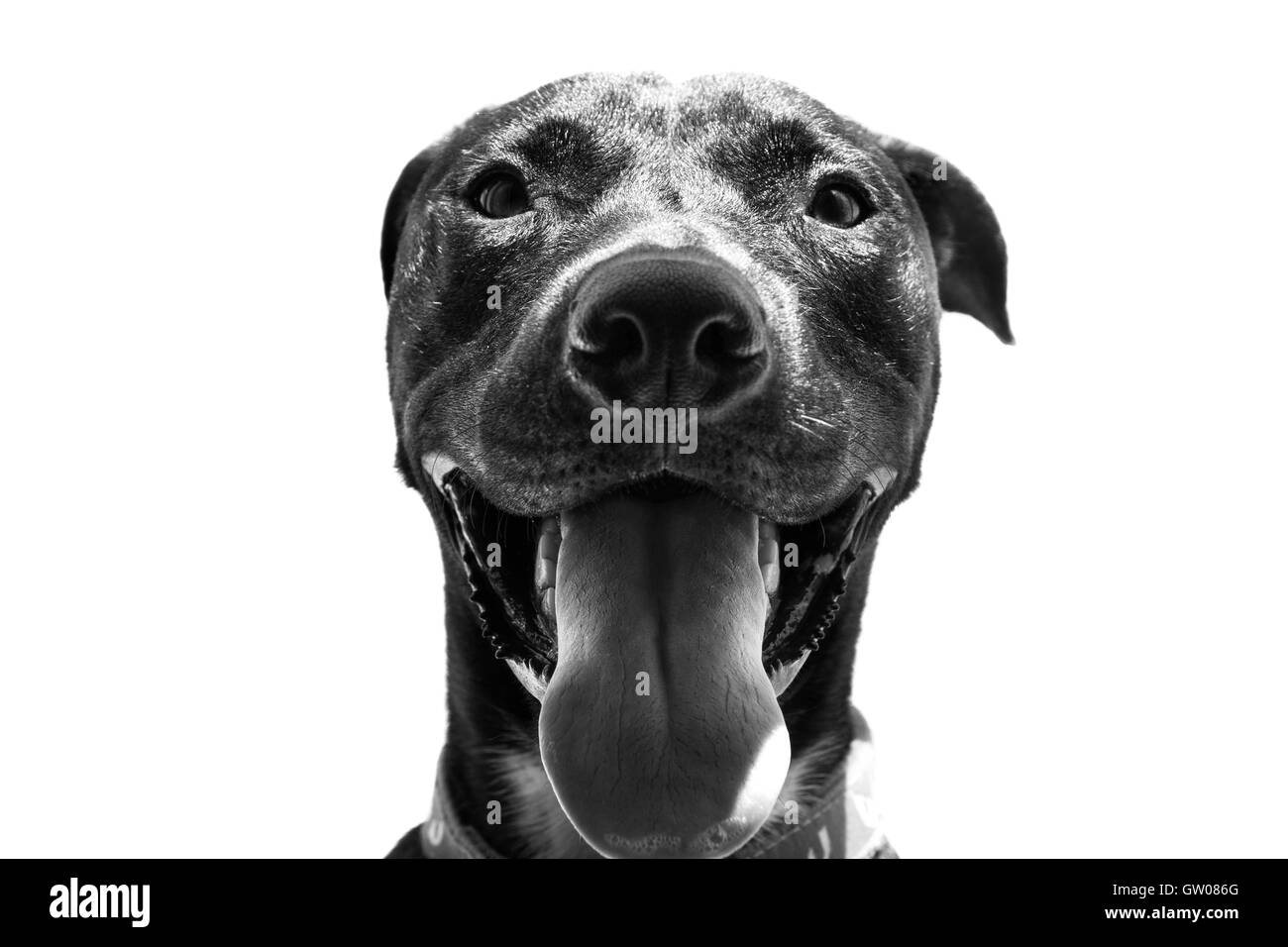 Un ritratto in bianco e nero di un cucciolo di pitbull sorridente alla fotocamera Foto Stock
