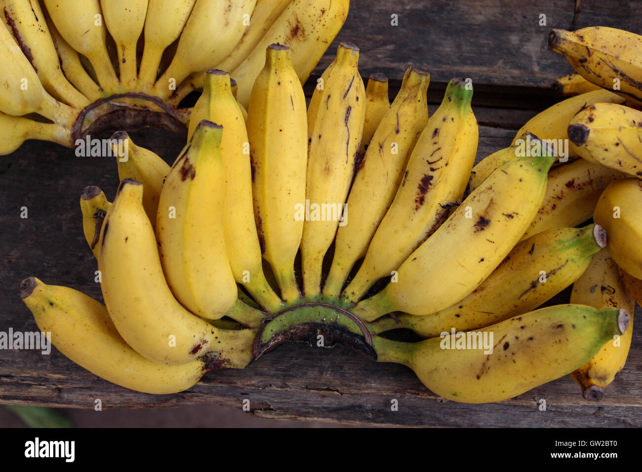 Piccole banane tropicali Bunch al mercato Foto Stock