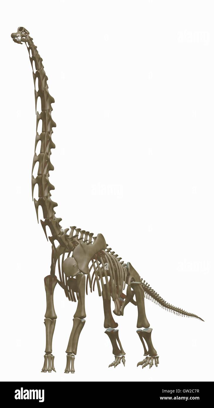 Lo scheletro di Brachiosaurus Foto Stock