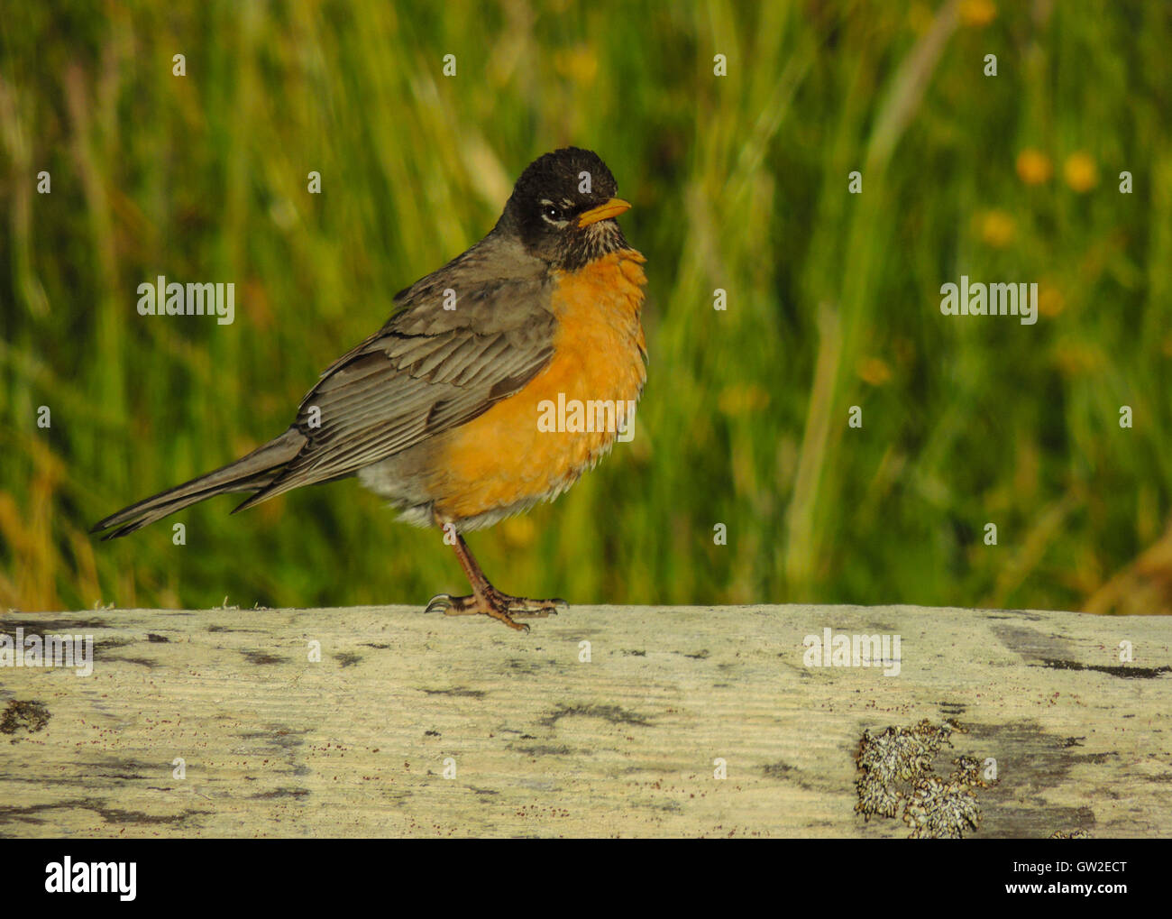 American Robin (Turdus migratorius) è un migratori di Songbird il tordo famiglia, Prairie Creek Redwoods stato Parco Nord CA Foto Stock