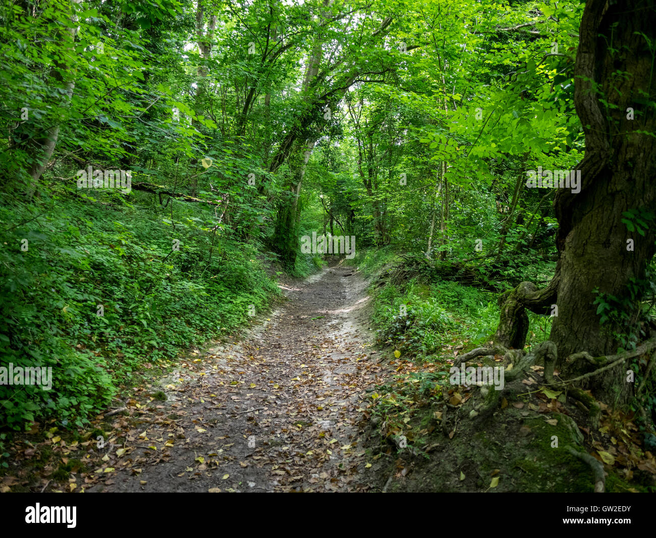 Ampio angolo di paesaggio di un verde e lussureggiante sentiero stretto che conduce attraverso una foresta South Downs Way Sussex, preso il 21st giugno 2016 Foto Stock