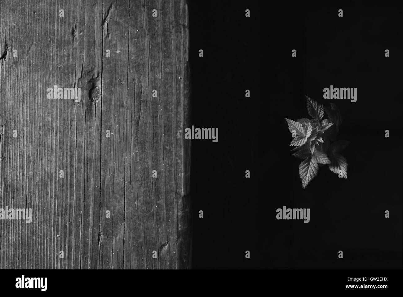 Inizio della vita al buio Foto Stock