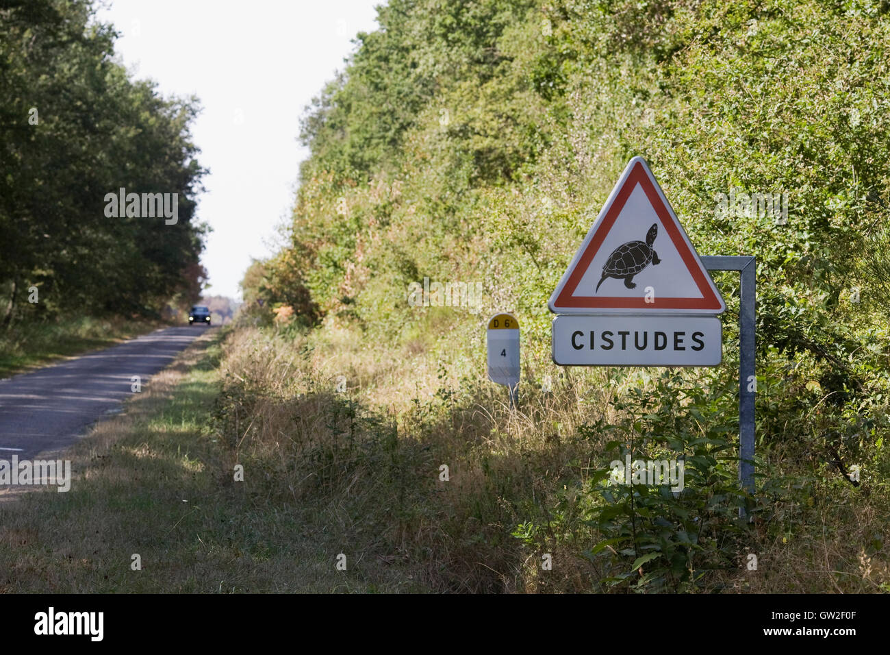Segno di traffico avvertimento che cistudes forse attraversando la strada. Foto Stock