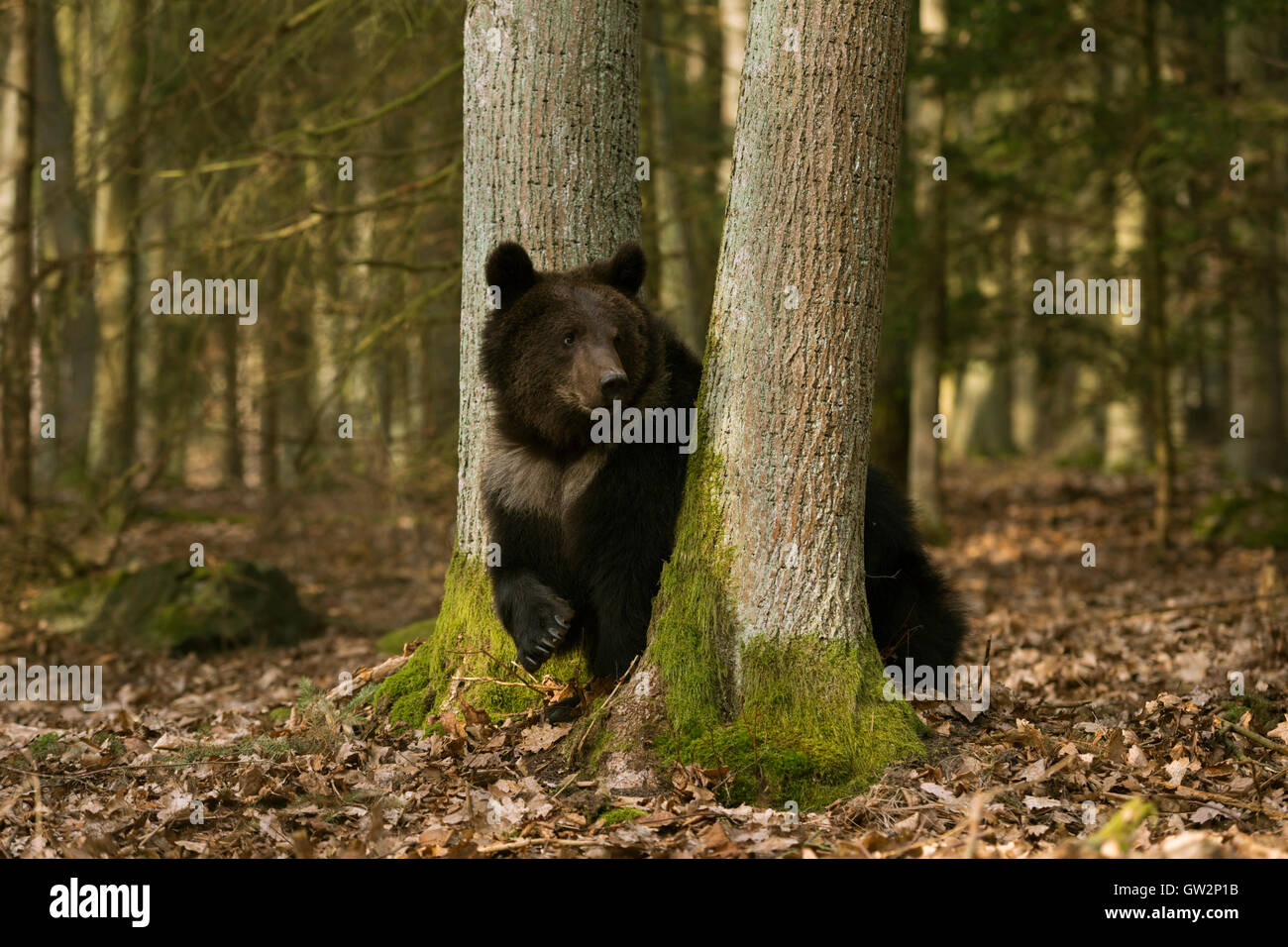 Unione orso bruno / Europaeischer Braunbaer ( Ursus arctos ) sorge tra alberi, guardando intorno, mostrando il suo enorme zampa. Foto Stock