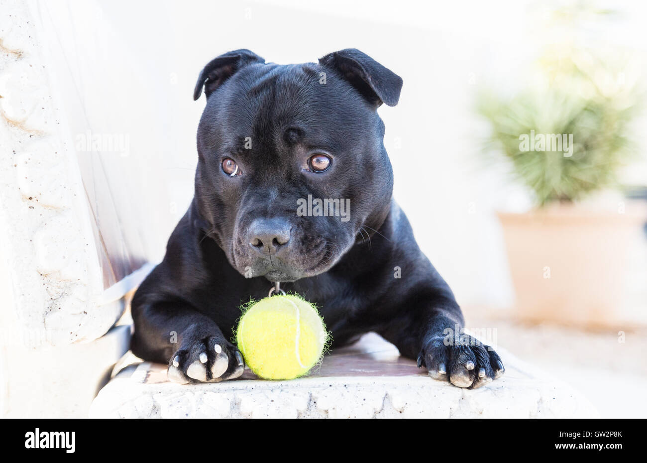 Giovani Staffordshire Bull Terrier cane giacente su un banco di lavoro con attraente cucciolo di cane occhi, le sopraciglia sono leggermente sollevati. Egli ha un Foto Stock