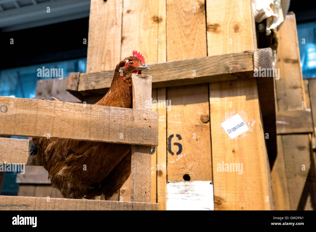 Mostre di polli per il trasporto in 'buona sezioni" Swindon Railway Museum. Inghilterra, Regno Unito Foto Stock