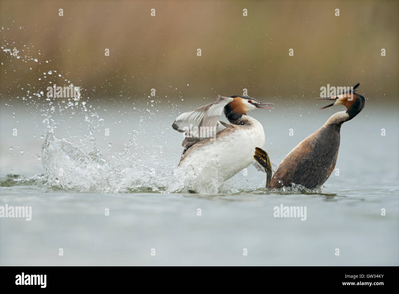 Great Crested Grebes / Haubentaucher ( Podiceps Cristatus ) in lotta dura, rivali, comportamento territoriale, attacco furioso, fauna selvatica, Europa. Foto Stock