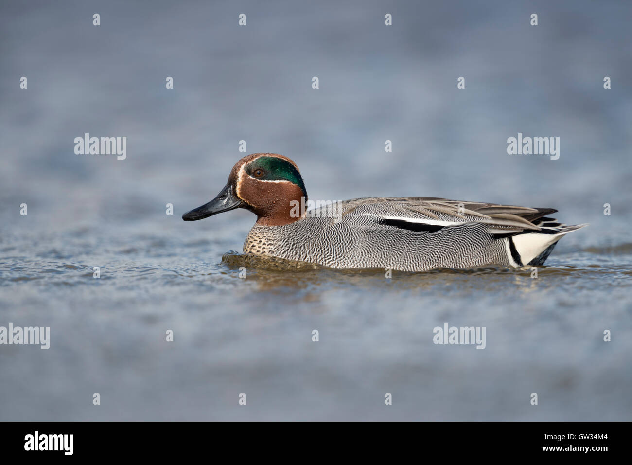 Teal / Krickente ( Anas crecca ), drake, nel colorato abito di allevamento, nuoto nelle vicinanze, perfetta vista laterale, la fauna selvatica, l'Europa. Foto Stock