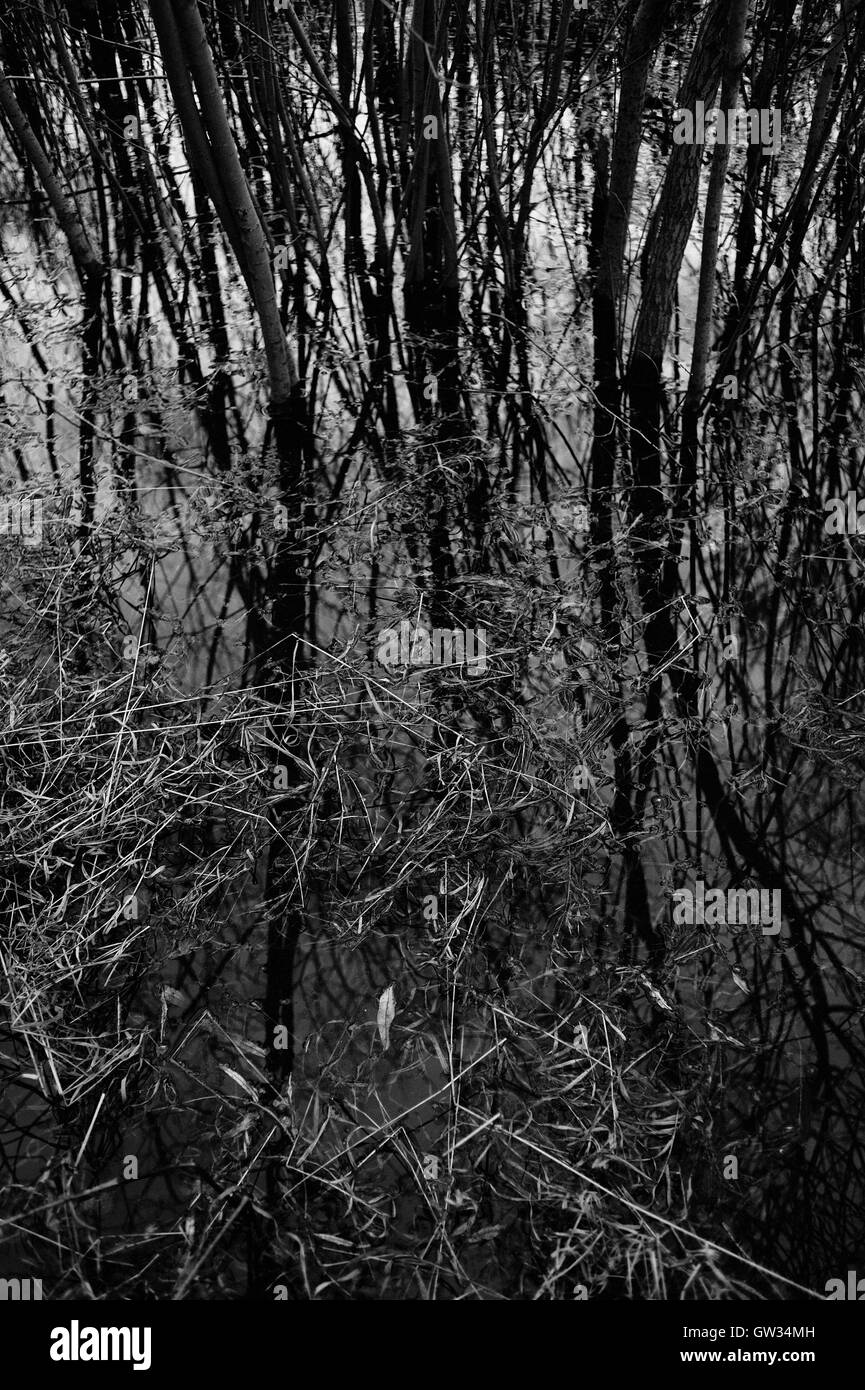 Abstract. La riflessione di rami di salice nello stagno. Foto Stock