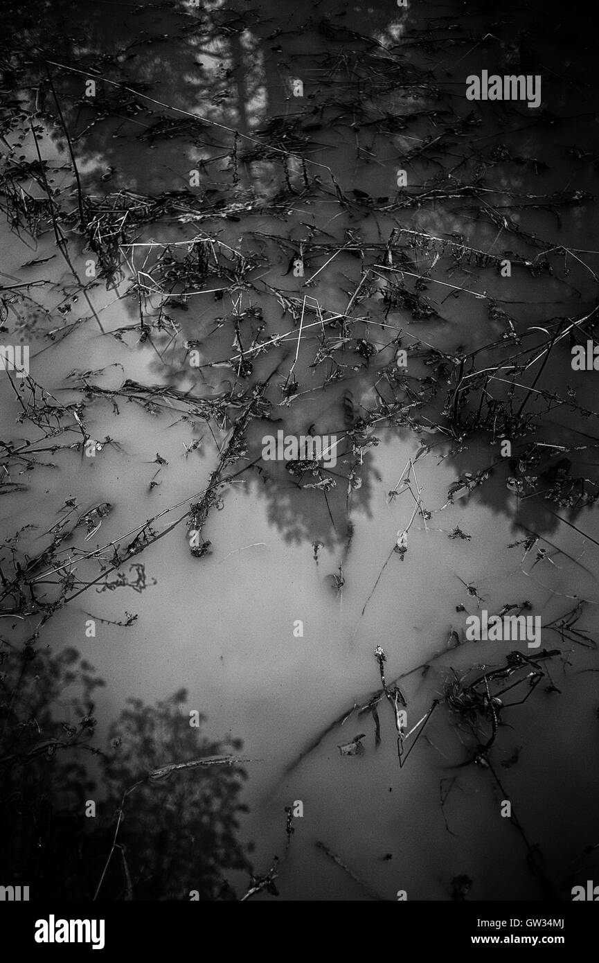 Abstract. La riflessione di rami di salice nello stagno. Foto Stock