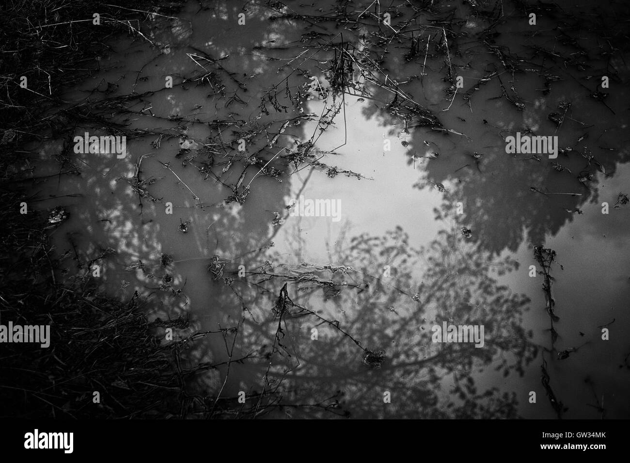 Abstract. La riflessione di rami di salice nello stagno. Foto Stock