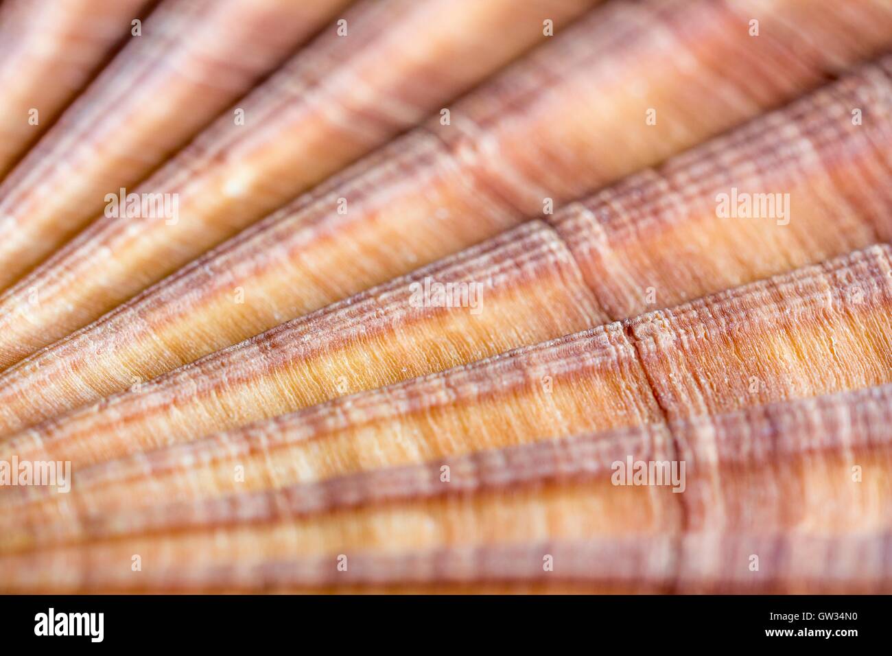 Rosso-smerlo nervata shell, macrophotograph. Il guscio di un rosso-smerlo nervata (Aequipecten glyptus), un marine molluschi bivalvi. I gusci dei molluschi bivalvi sono costituiti da due parti di articolazione o valvole. Orizzontale formato oggetto di questa sezione dell'immagine: 15 mm. Foto Stock