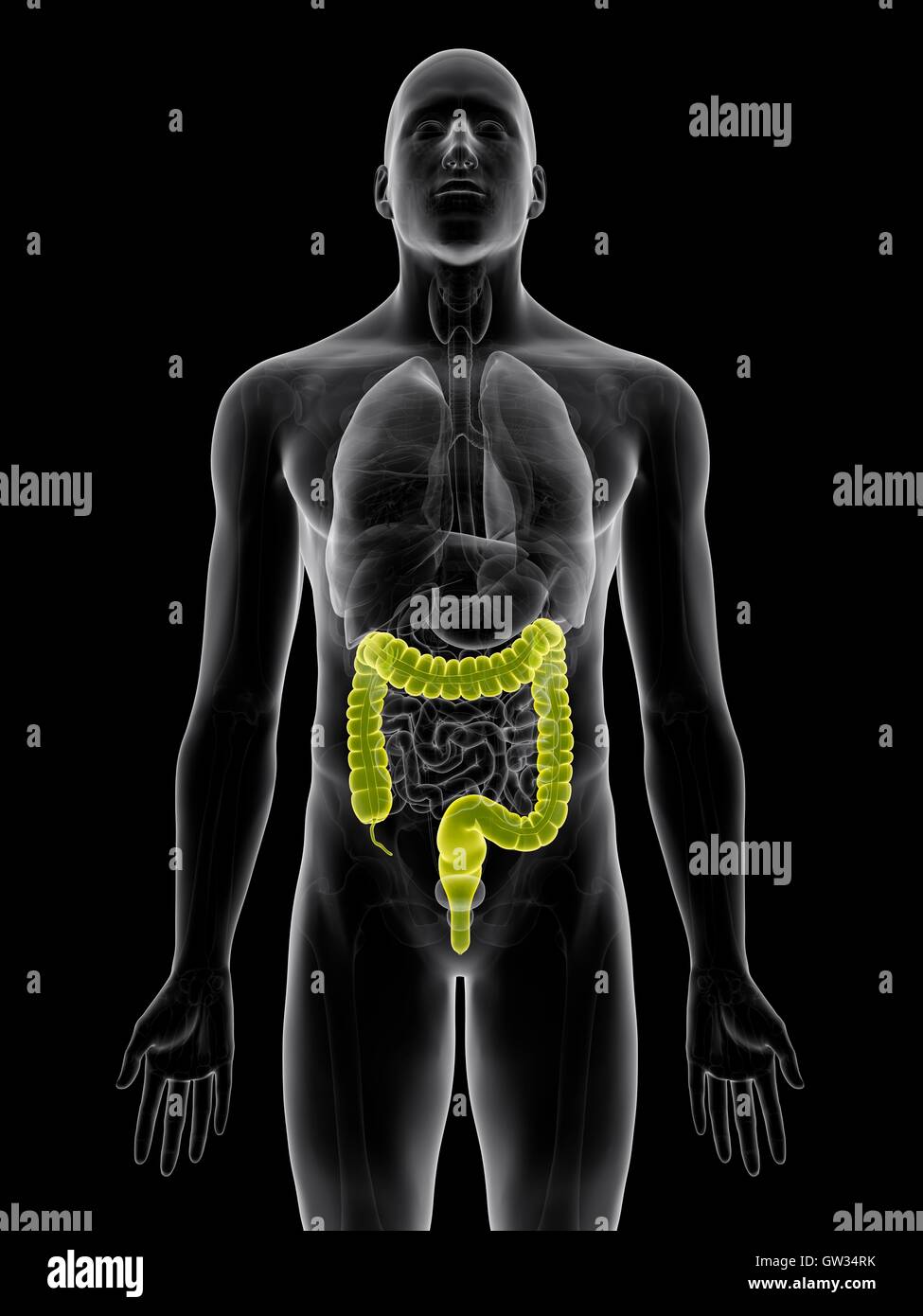 Colon umano, illustrazione. Foto Stock