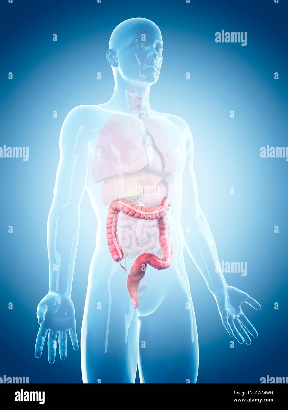 Colon umano, illustrazione. Foto Stock