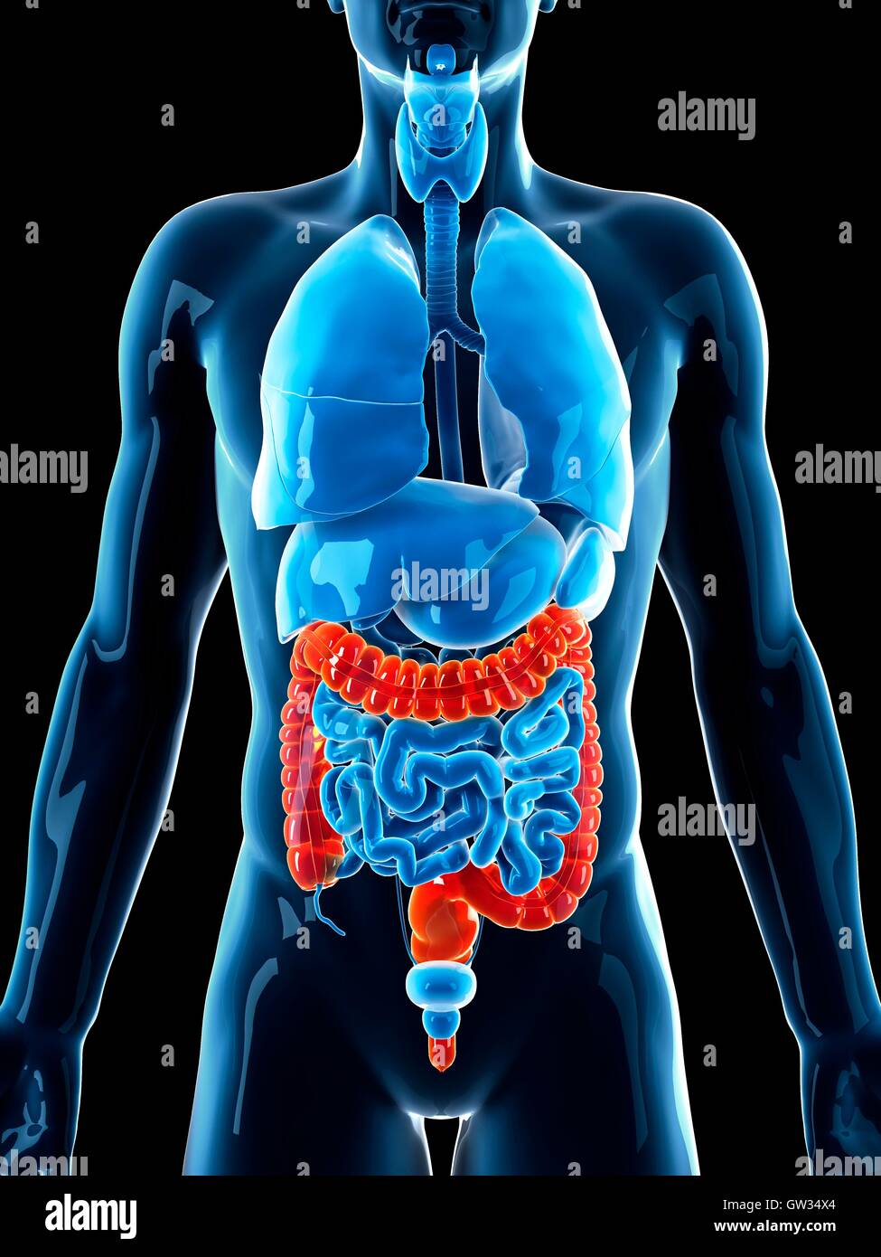 Colon umano, illustrazione. Foto Stock