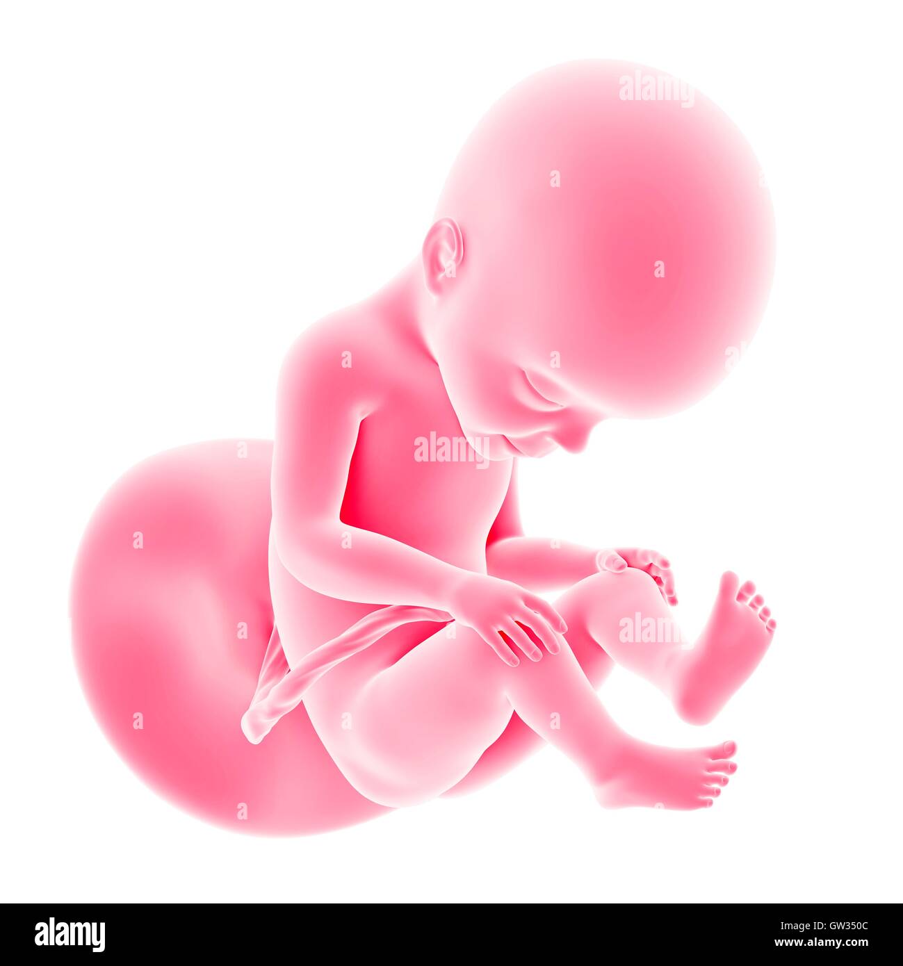 Feto umano età 27 settimane, illustrazione. Foto Stock