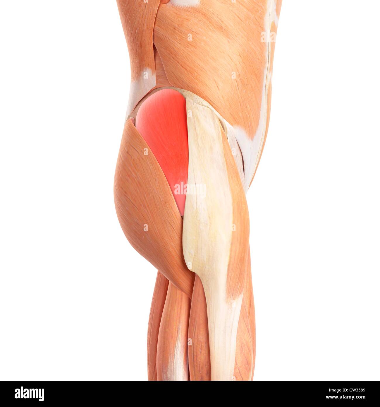 Human natica muscoli, illustrazione. Foto Stock