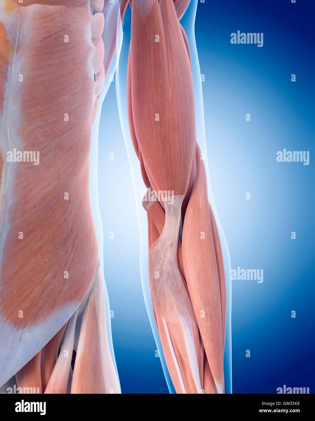 Gomito umano i muscoli, illustrazione. Foto Stock