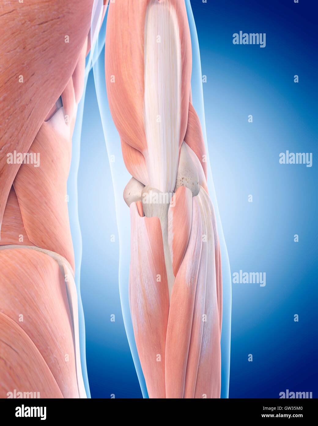 Gomito umano i muscoli, illustrazione. Foto Stock