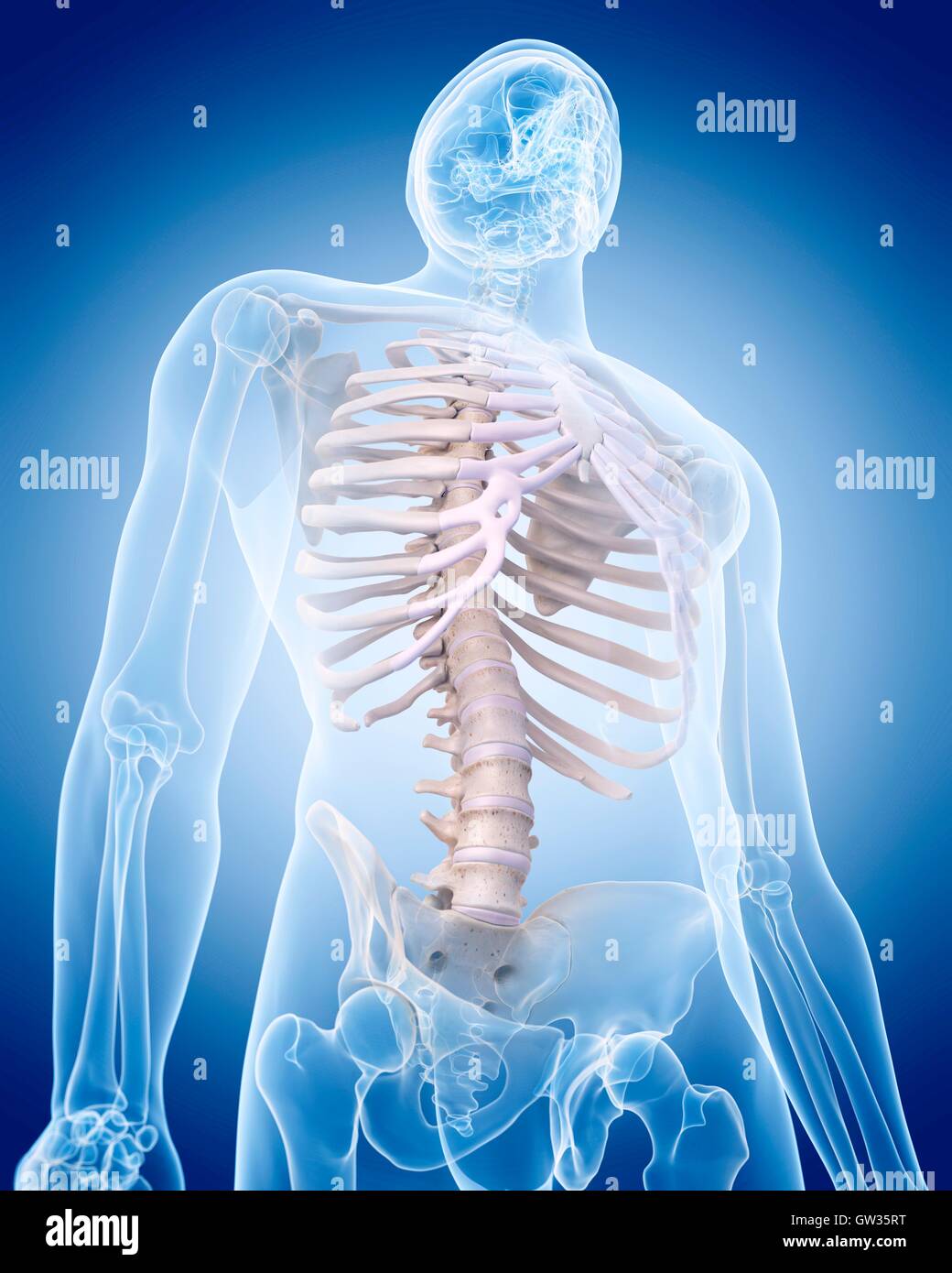 Human colonna toracica, illustrazione. Foto Stock