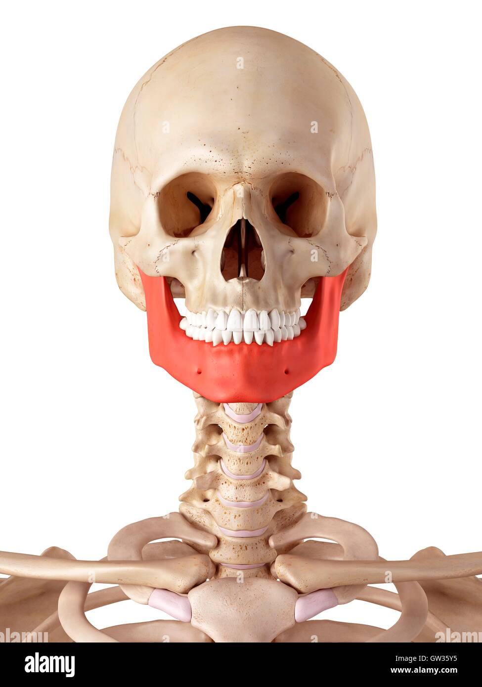 Human osso mandibolare, illustrazione. Foto Stock