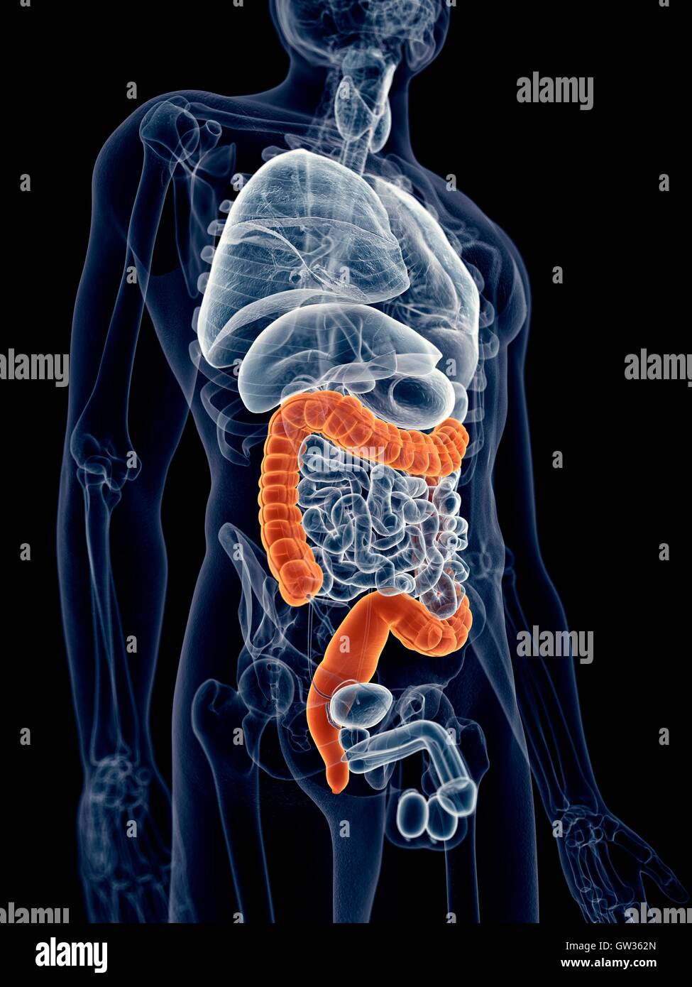 Colon umano, illustrazione. Foto Stock