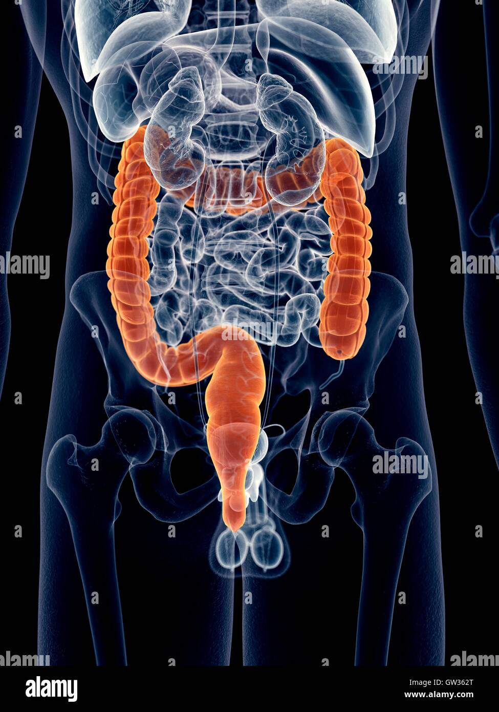 Colon umano, illustrazione. Foto Stock