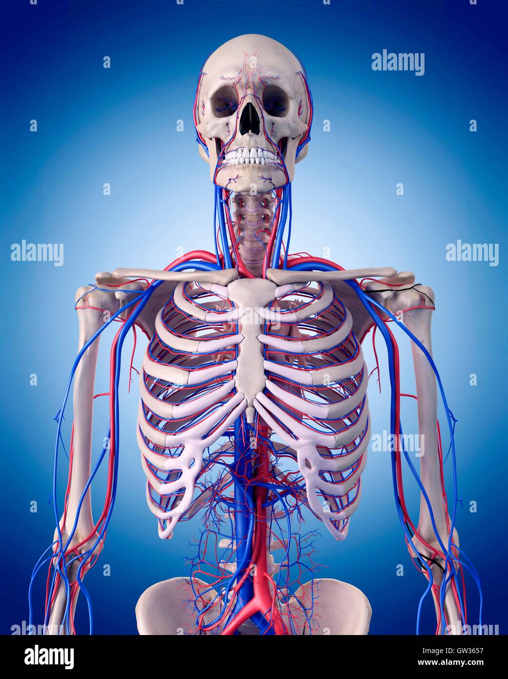 Sistema vascolare umano del torace, illustrazione. Foto Stock