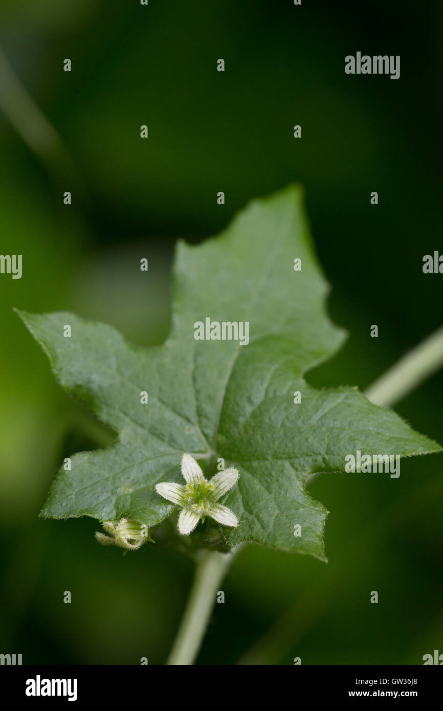 Piccolo fiore bianco su palm-foglia sagomato Foto Stock