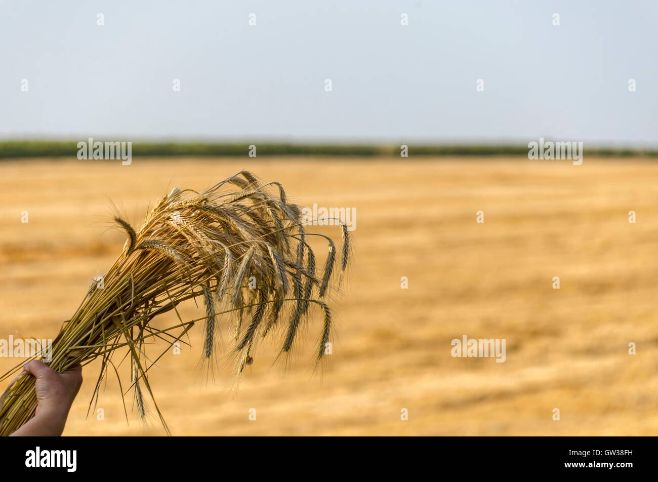 Orecchio un covone di grano in background da stoppie, Zavet, Bulgaria Foto Stock