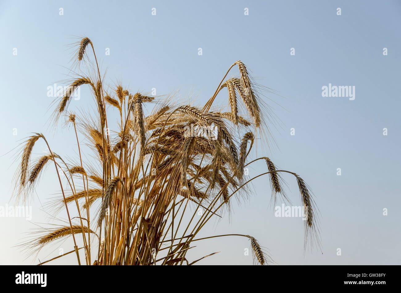 Orecchio un covone di grano in background dal cielo, Zavet, Bulgaria Foto Stock