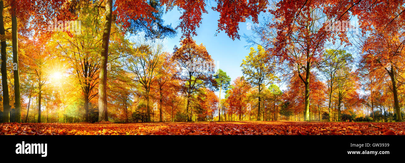 Panorama di coloratissimi alberi in un parco in autunno un vivace paesaggio con il sole che splende attraverso il fogliame Foto Stock