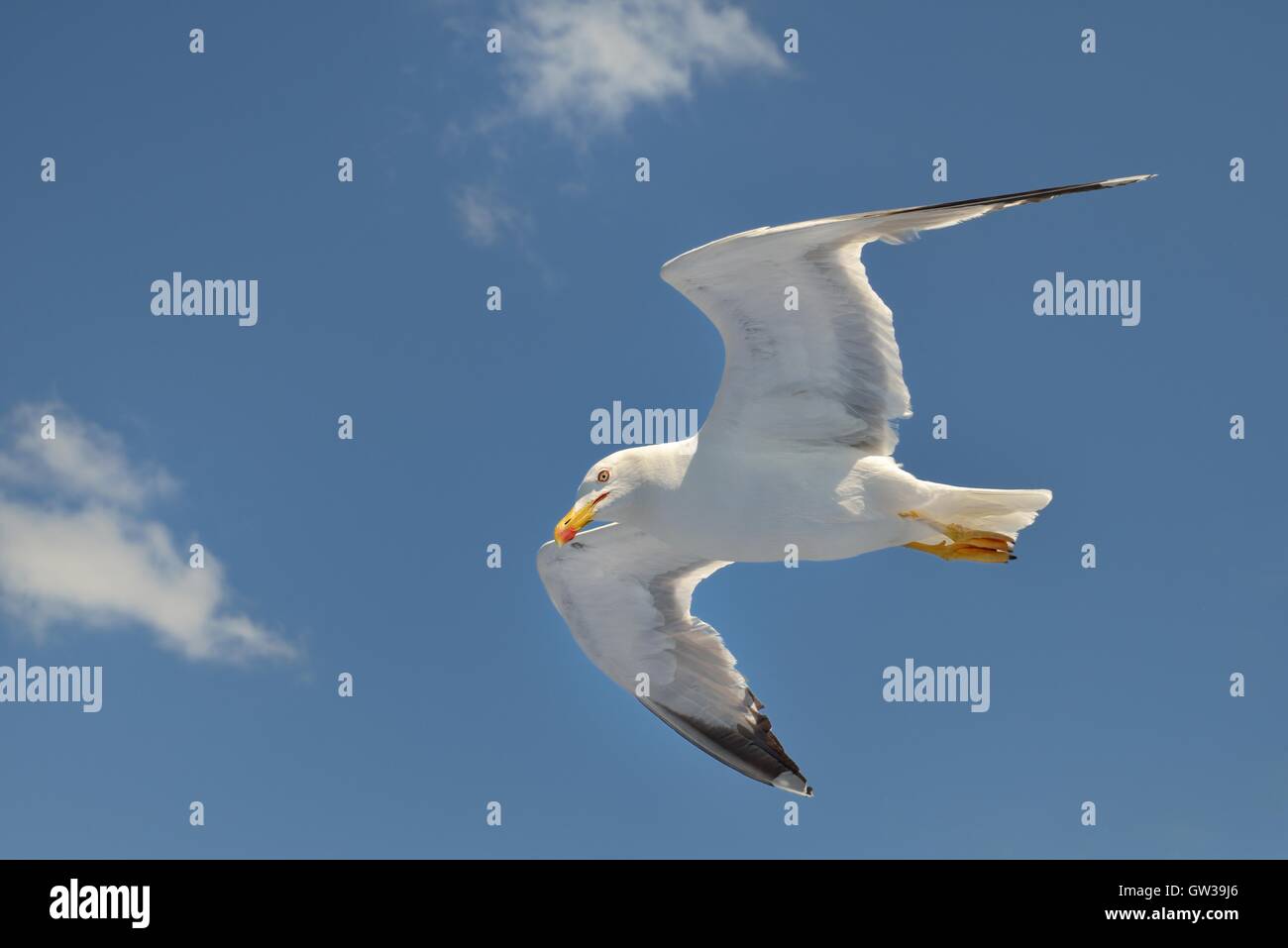 Giallo-zampe (gabbiano gabbiano), in volo attraverso le nuvole. Foto Stock