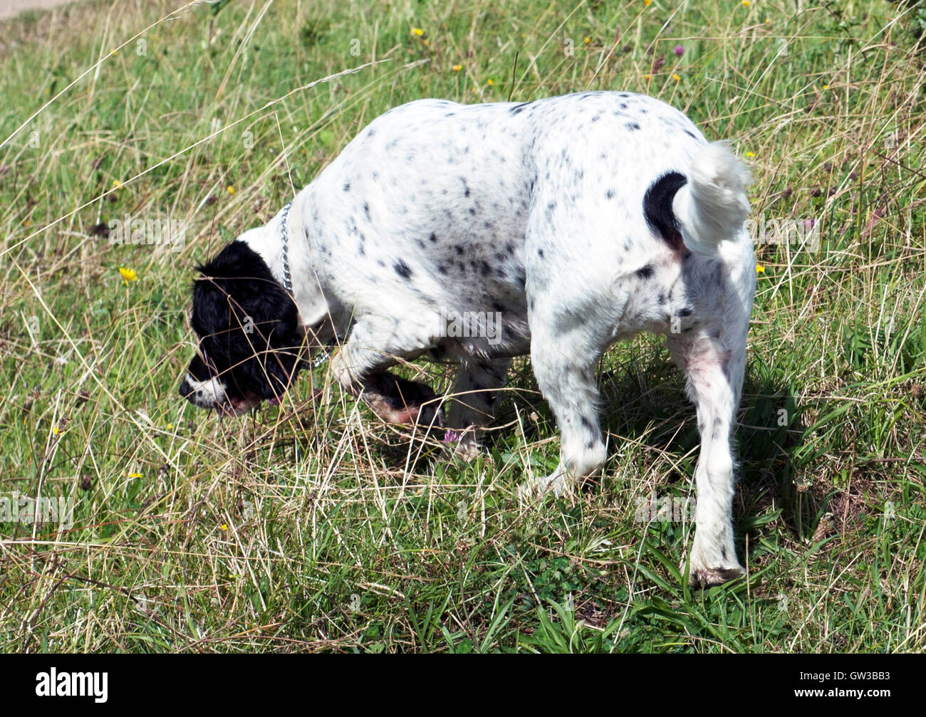 Spaniel,sprocker,campo spaniel,lavorando,caccia, Foto Stock