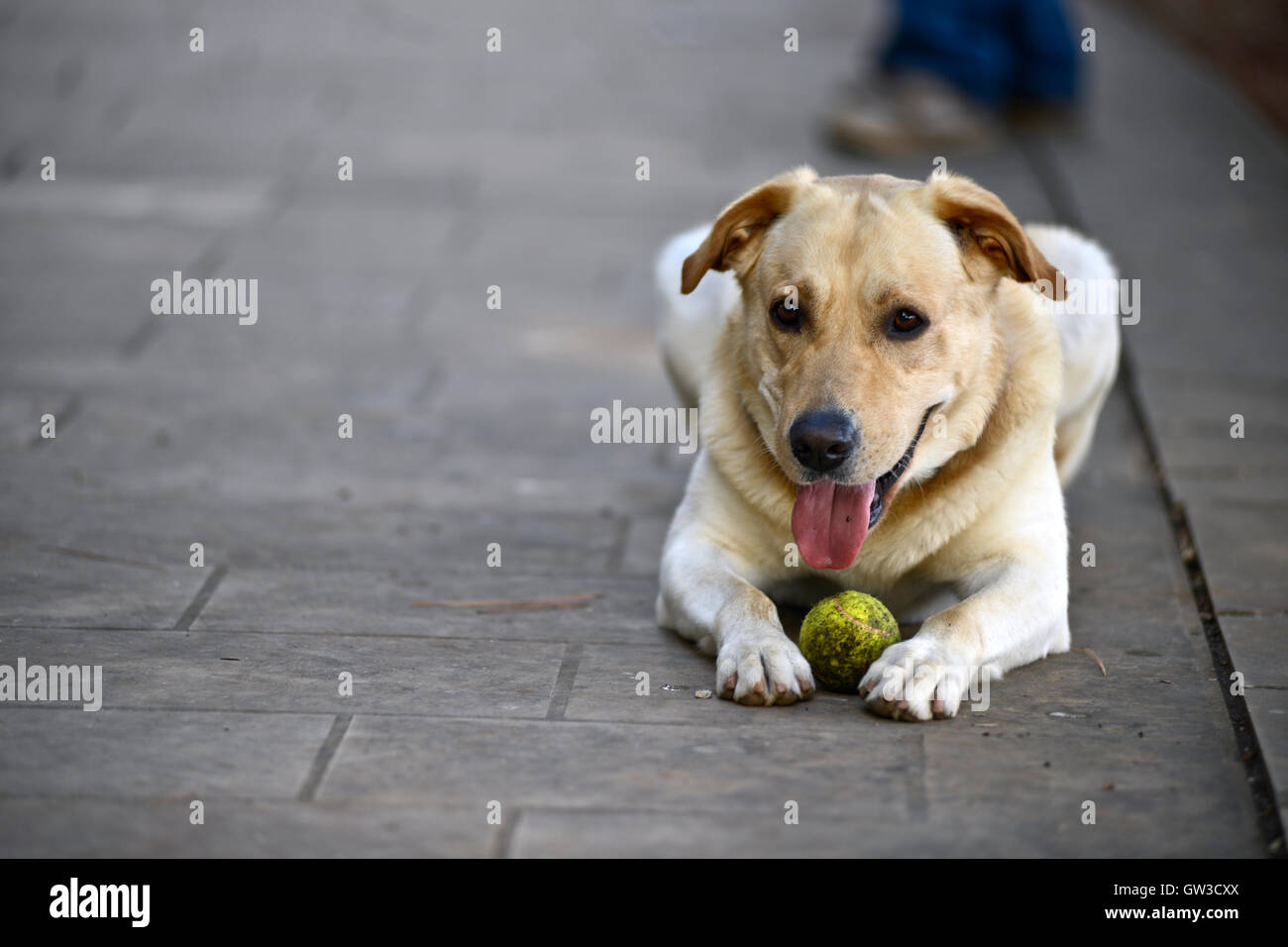 Il Labrador Retriever cane con una palla da tennis Foto Stock