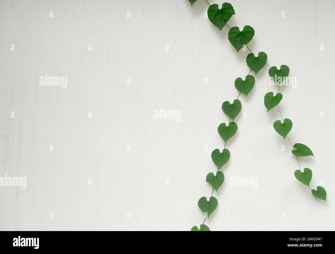 Verde a forma di cuore foglie sul muro bianco Foto Stock