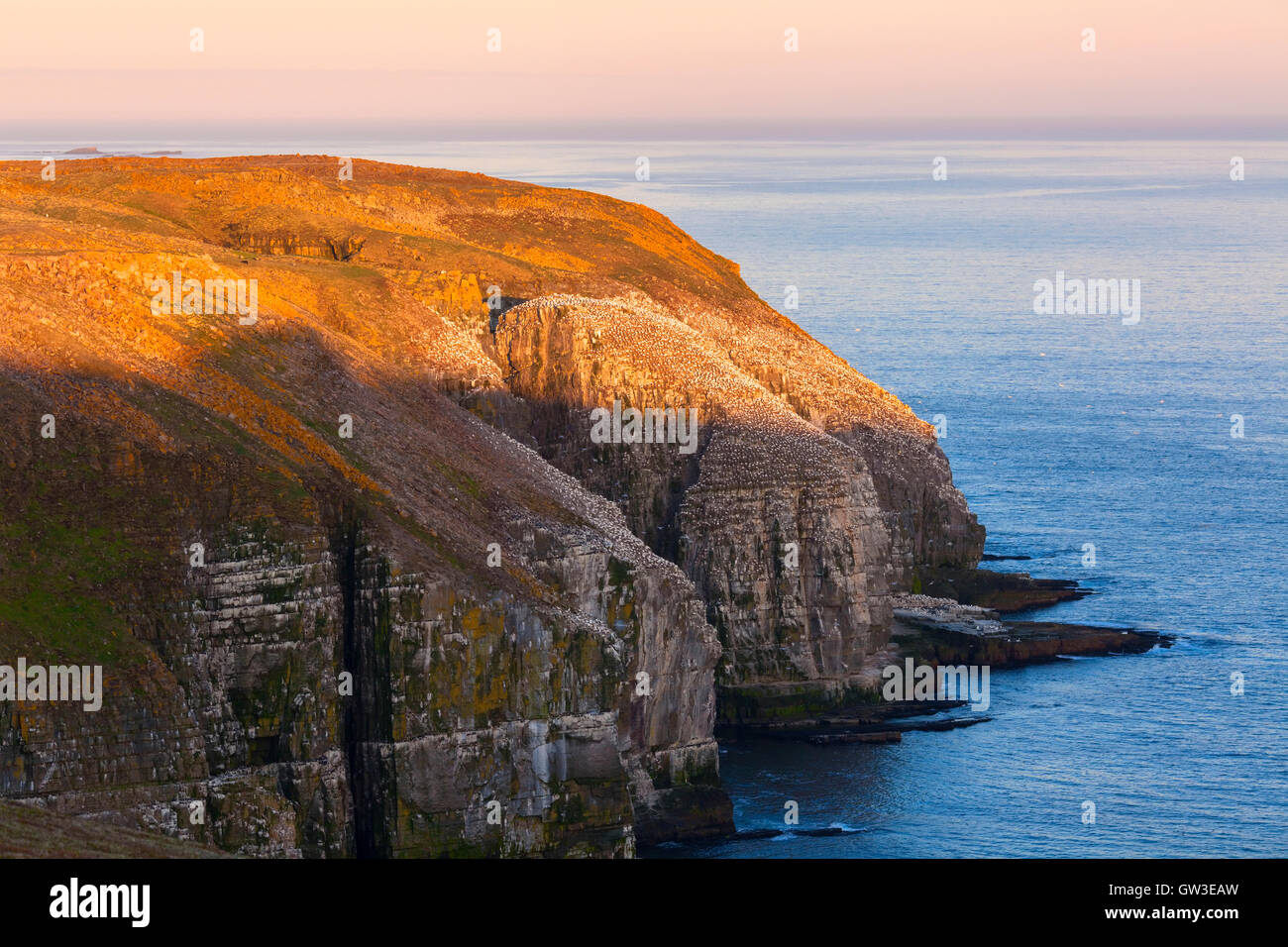 Scogliere si ergono sopra l'oceano Atlantico con la parte settentrionale di sule (Morus bassanus) arroccato lungo il bordo roccioso. Terranova, Canada. Foto Stock