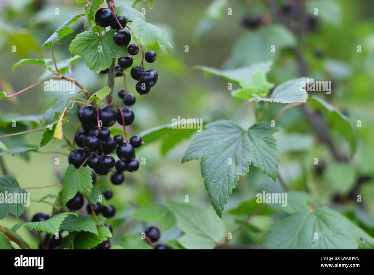 Mature ribes neri appesi da bush pronto per il raccolto Foto Stock