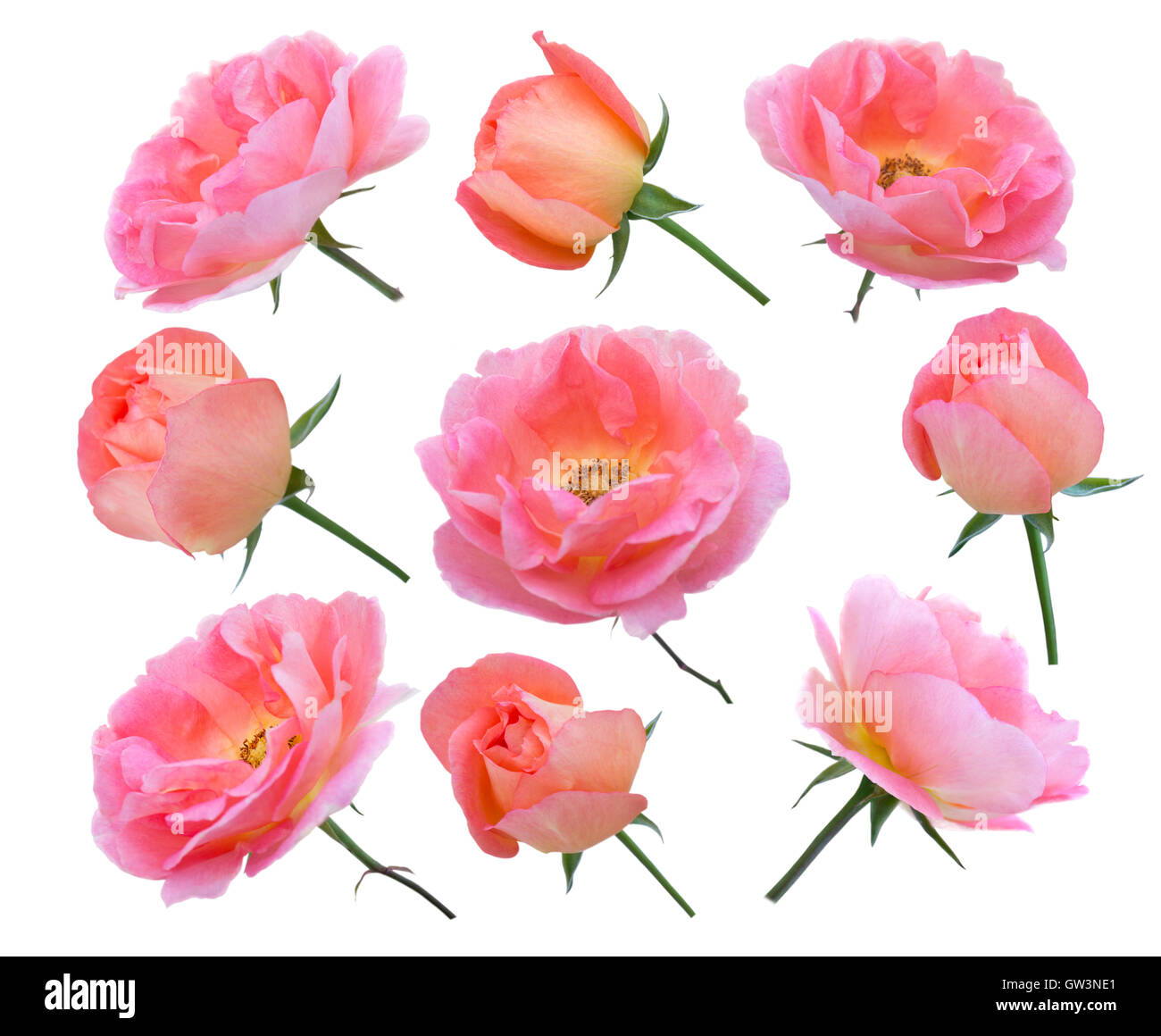 Rose di salmone e gemme impostato per bouquet isolato su bianco Foto Stock