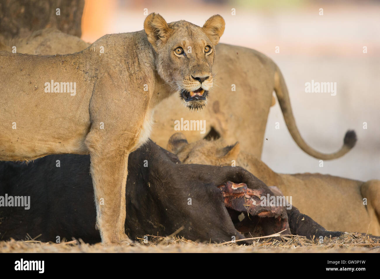 Leonessa (Panthera leo) roaring) in piedi da African Buffalo kill (Syncerus caffer) guardando la telecamera Foto Stock