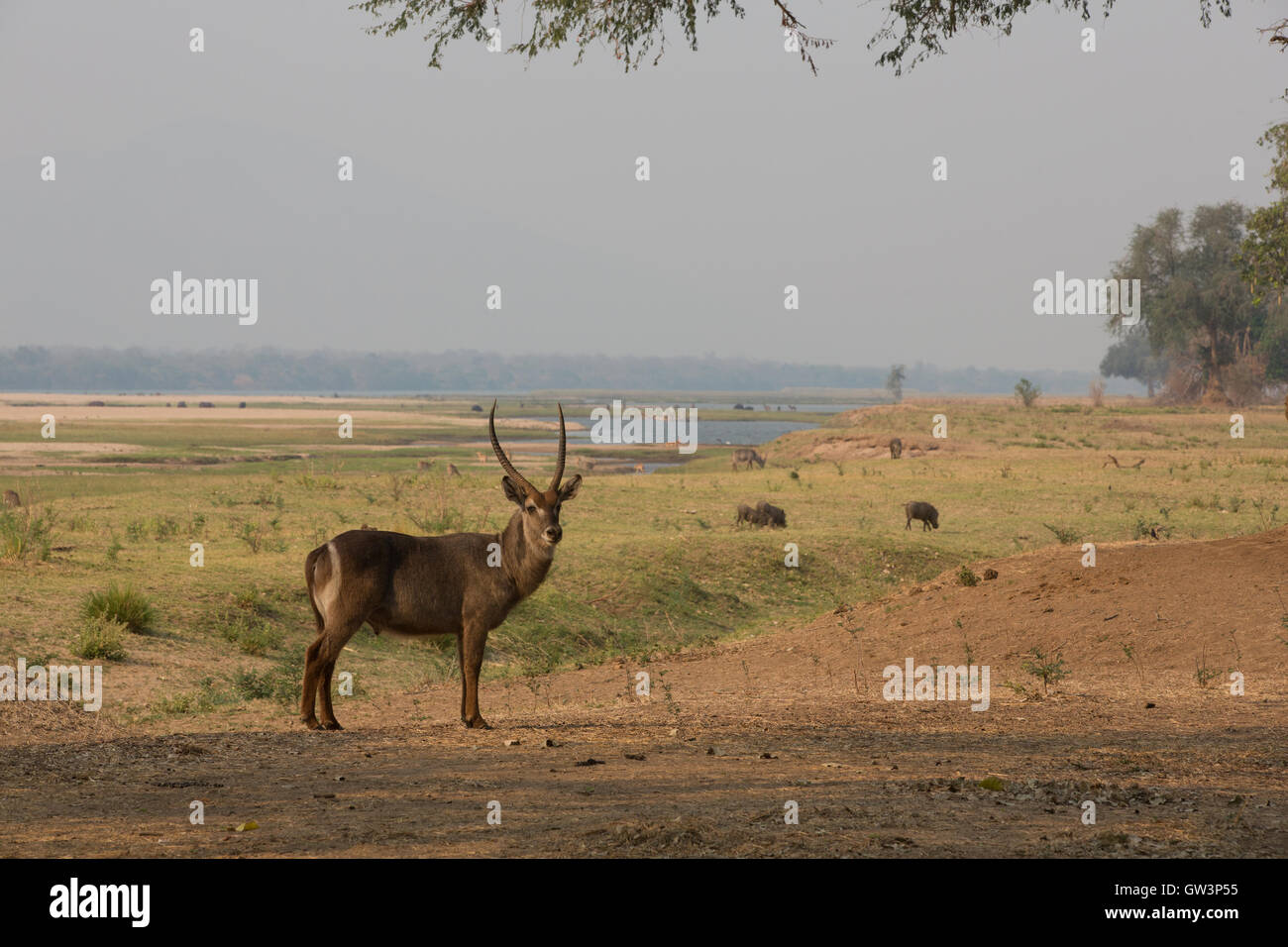 Comune (Waterbuck Kobus ellipsiprymnus ellipsiprymnus) nella valle Zambezi brulicante di flora e fauna. In background: warthog Foto Stock