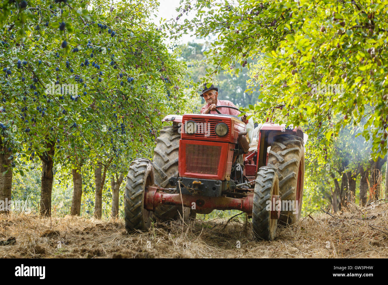 Vecchio contadino con il trattore e il rimorchio di prugne di caricamento al momento del raccolto in un frutteto Foto Stock